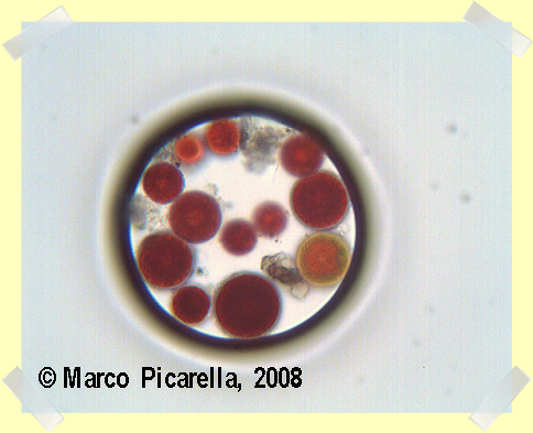 haematococcus pluvialis...giusto?